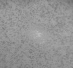 Cavitation in the liquid